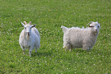 Image showing Two Male Goats on Meadow
