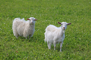 Image showing Two White Goats on Meadow
