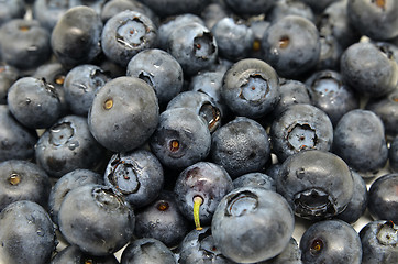 Image showing Tasty blueberries isolated