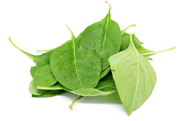 Image showing Matrimony vine leaf