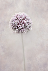 Image showing Beautiful allium flower