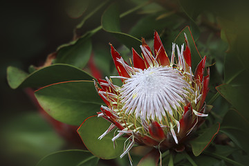 Image showing Protea Sugarbush Proteaceae