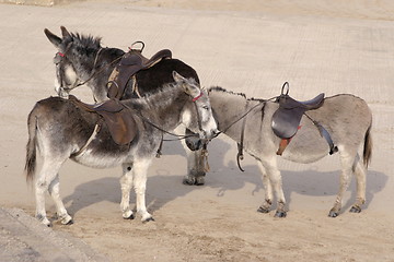 Image showing three donkeys