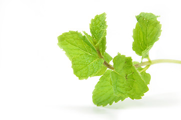 Image showing Fresh mint leaves