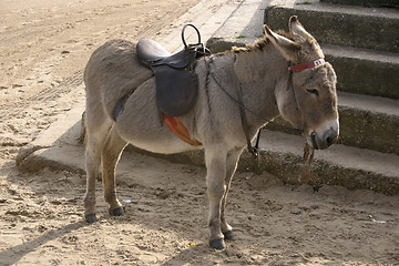 Image showing lonely donkey