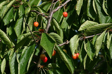 Image showing cherries growing