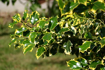 Image showing variegated holly