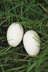 Image showing two eggs  in the grass