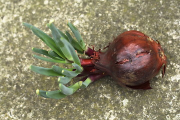 Image showing onion showing new shoots