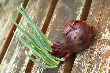 Image showing onion showing new shoots