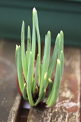 Image showing onion showing new shoots