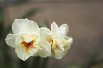 Image showing narcissis flowers