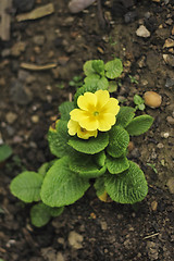 Image showing yellow primula