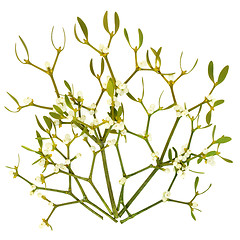 Image showing Mistletoe Leaf Sprigs