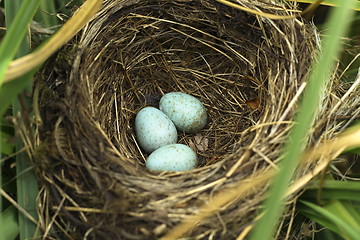 Image showing blackbird eggs in the nest