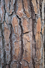 Image showing old tree texture