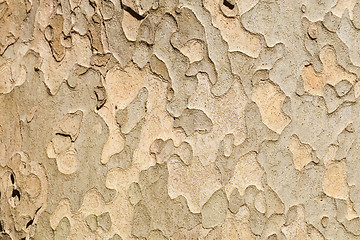 Image showing  tree texture background