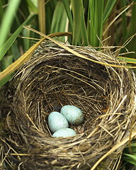 Image showing blackbird eggs in the nest