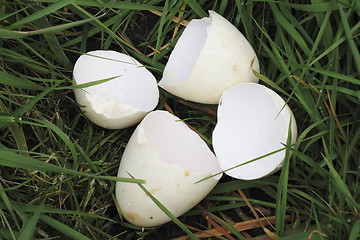 Image showing egg shells in the grass