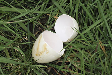 Image showing egg shell in the grass