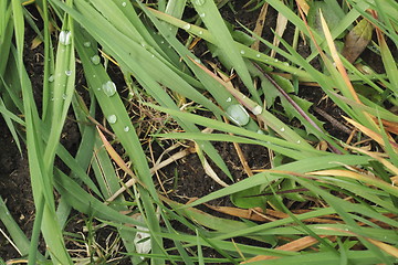 Image showing dew on grass