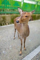 Image showing Cute deer