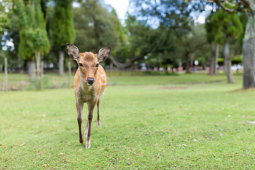 Image showing Deer walking to the front