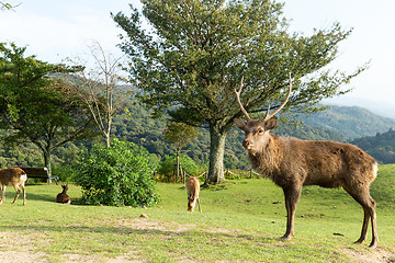 Image showing Male deer