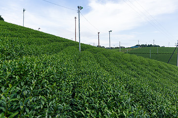 Image showing Tea Plantation