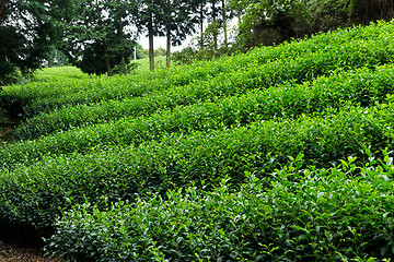 Image showing Tea farm