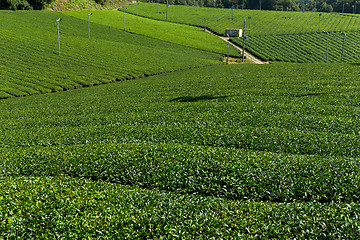 Image showing Green tea field