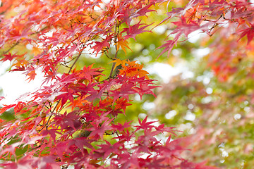 Image showing Red maple tree