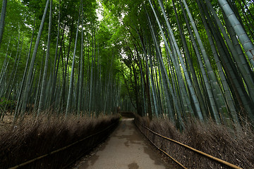 Image showing Bamboo forest