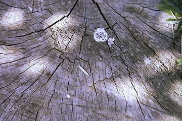 Image showing tree texture