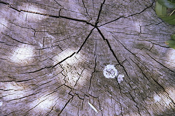 Image showing tree texture