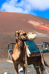 Image showing Camels in Timanfaya National Park on Lanzarote.