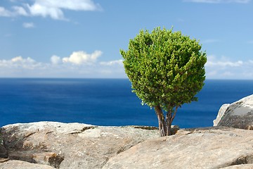 Image showing Tree on ocean cliff