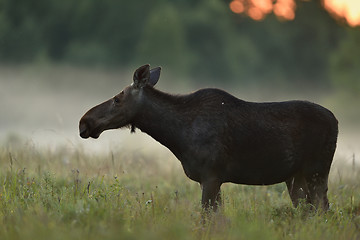 Image showing Moose in the evening mist