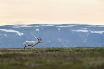 Image showing Albino reindeer with mountains in the background