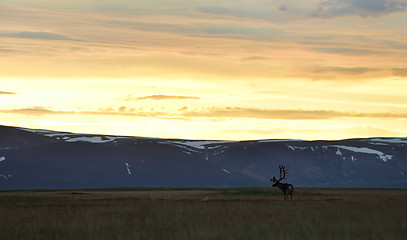 Image showing Reindeer at sunset with mountains