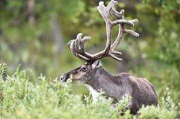 Image showing Reindeer portrait