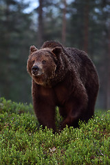 Image showing Big male brown bear