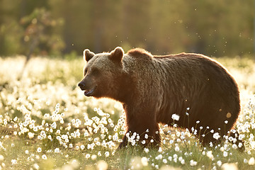 Image showing Brown bear in cotton grass at sunset