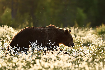 Image showing Brown bear walking in cotton grass