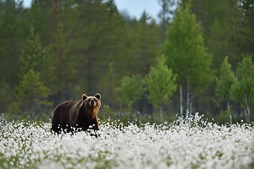 Image showing Brown bear in blooming cotton grass