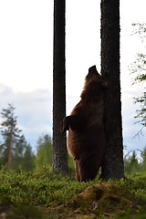 Image showing Brown bear rubs his back against a tree. Bear standing. 