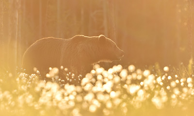 Image showing Bear at sunset. Bear in the back light.