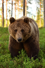 Image showing Brown bear portrait in the forest