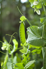 Image showing peas vine