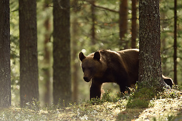 Image showing Brown bear in summer forest